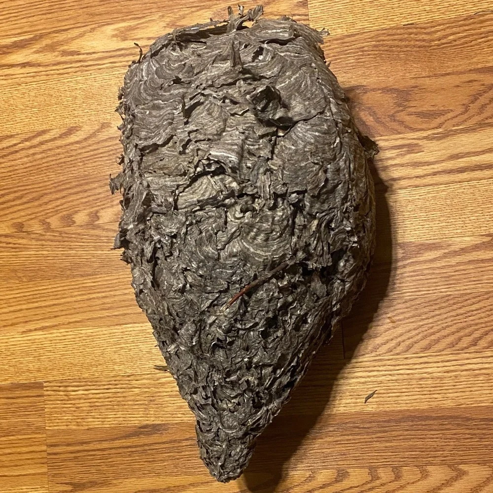 Absolutely gorgeous flawless bald faced hornets nest! Taxidermy, science oddity